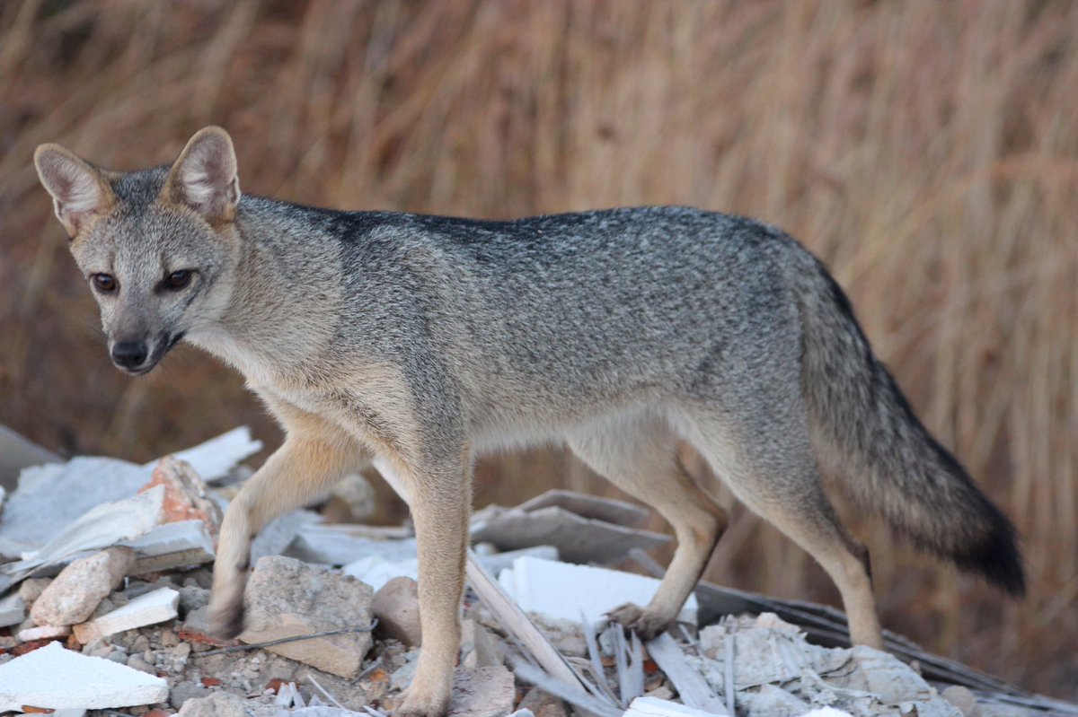 FactualAnimal's tweet photo. Unlike other new world canids, the hoary fox primarily eats insects. This species is unique to Brazil. https://t.co/xVs70tyijk