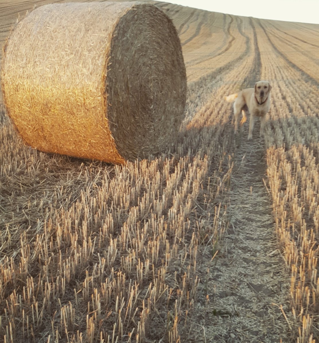 #goldenhour #golden #yellowlab <a href="/WakeExpress/">Wakefield Express</a> <a href="/Yorkshire_Life/">Yorkshire Life</a>