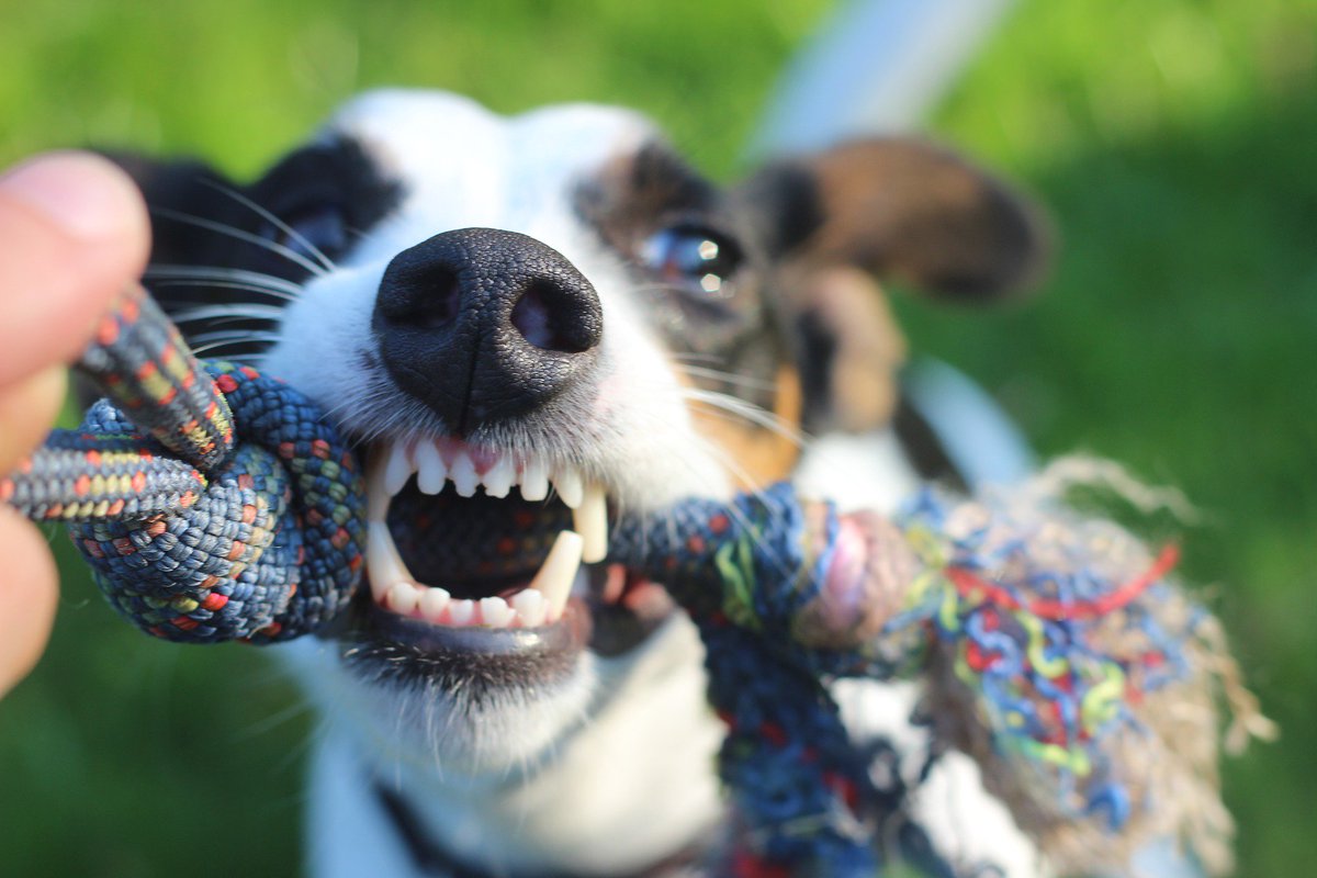 gofetchfordogs's tweet photo. #TipTuesday: Keep your dog’s teeth healthy and clean with these tips: https://t.co/DQGiEJPlfK #gofetchfordogs #happyhealthydogyears https://t.co/vlEnZZLqql