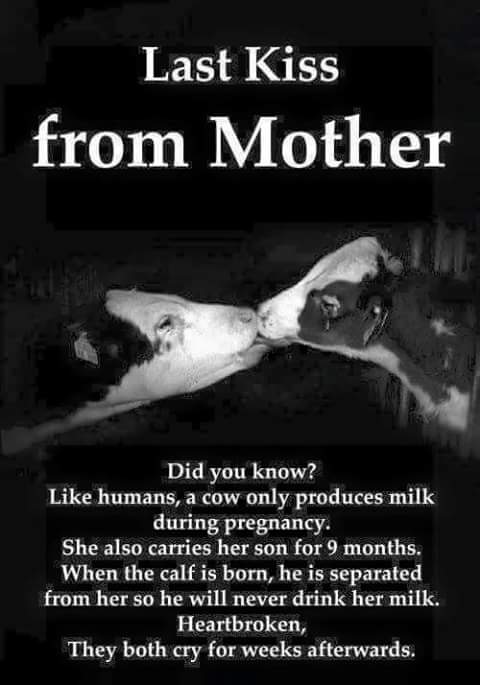 _AnimalAdvocate's tweet image. #Dairy &amp;amp; #Meat are symbiotic torture systems!
Both are interdependent, brutally #cruel, totally #unsustainable &amp;amp; morally #repugnant.
#Vegan💕