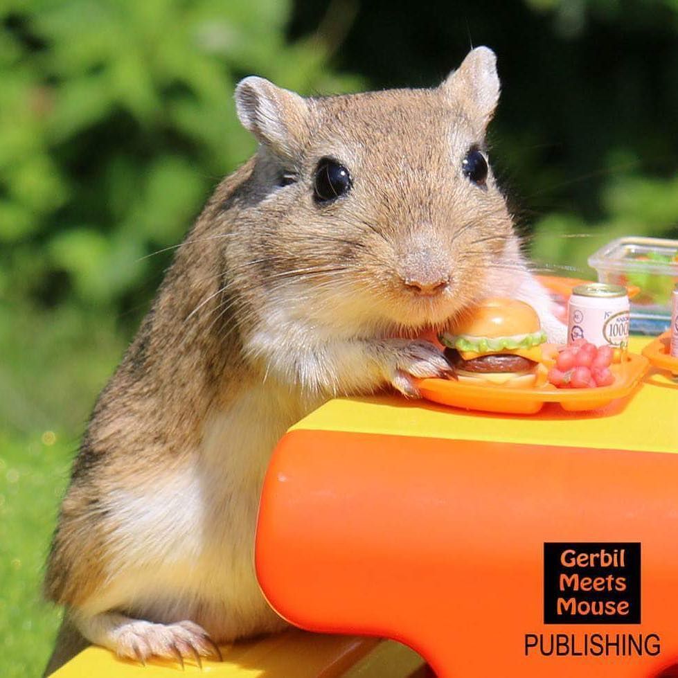 GerbMeetsMouse's tweet photo. Hi! - mocha #rodent #rodents #mice #gerbils #jird #jerboa #dollshouse #dollhouse #miniatures #miniature #canadianp… https://t.co/GDt2yt3LxD https://t.co/tmP4XRFsMU