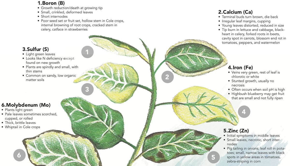 Plant Nutrient Deficiency Symptoms