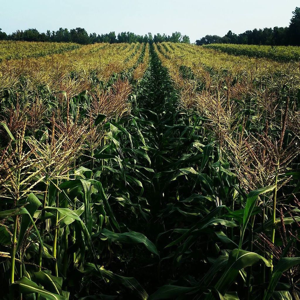homeinFLX's tweet photo. My view currently #pickingcorn #sweetcorn #eatlocal #homegrown #farmfresh https://t.co/EE77lBuyMG My view currently #pickingcorn #sweetcor… https://t.co/Mz9GcBejZY