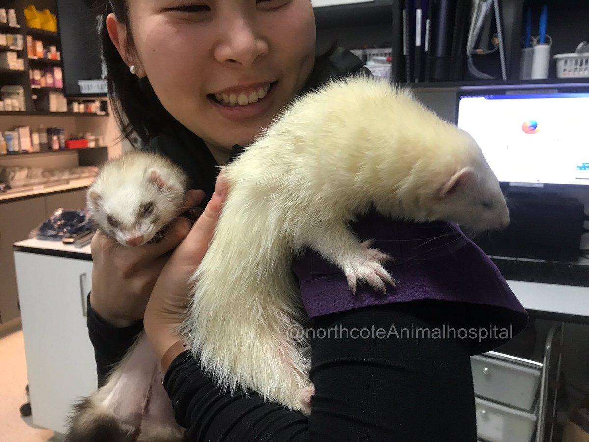 NorthcoteAH's tweet photo. Alina had a great day yesterday when we had not one, but TWO little ferrets in for desexing! #ferretfever #ferretsofmelbourne https://t.co/3NZ28UsTUV