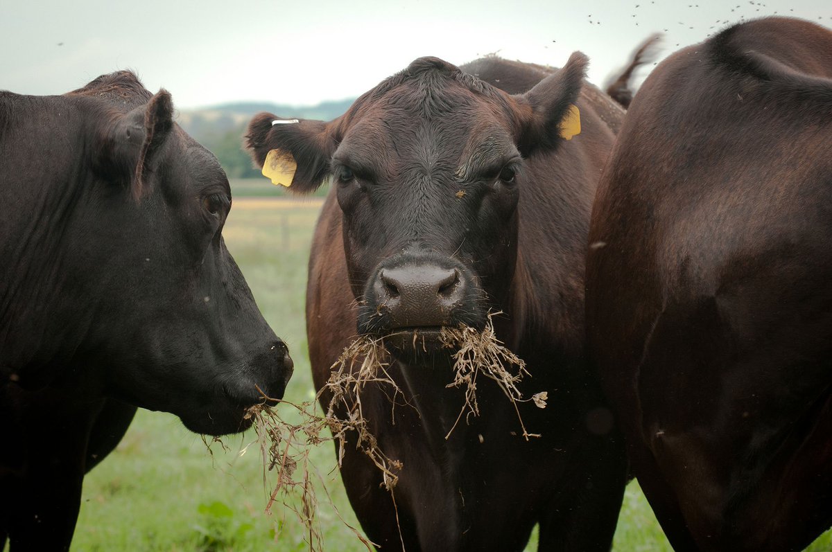 hscherefords's tweet photo. "There is a myth that feeding cattle grains isn’t good for them, but this couldn’t be further from the truth."  https://t.co/rw0jSMUrCb https://t.co/6fOgnhtpxi