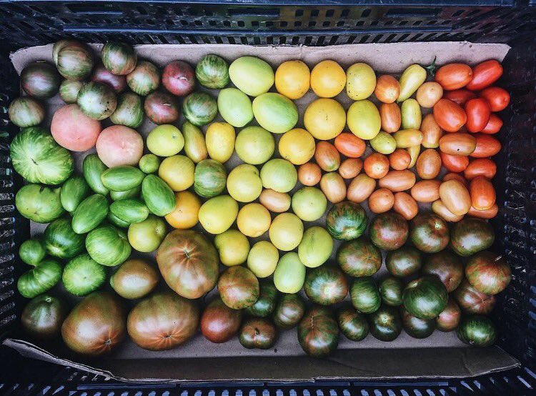 When one of our farmers is self proclaimed OCD and color coordinates the tomatoes. Ahem <a href="/libertygardens/">Sandy mckee</a>.