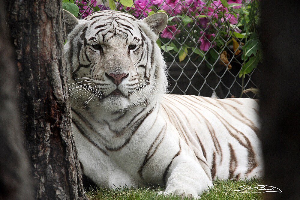 White Tiger #nationalrelaxationday #Chillin #Lions #wildlife #Tigers #nature #tiger <a href="/NatGeoPhotos/">Nat Geo Photography</a> #CatsOfTwitter