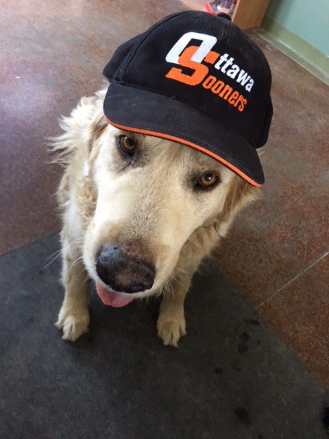 Ottawa_Sooners's tweet photo. Alfie is showing off the gear he will be wearing on game days this season! You Sooners ready at https://t.co/kL9aYz7JPS! #GOSOONERSGO https://t.co/1Q2rSB3v71