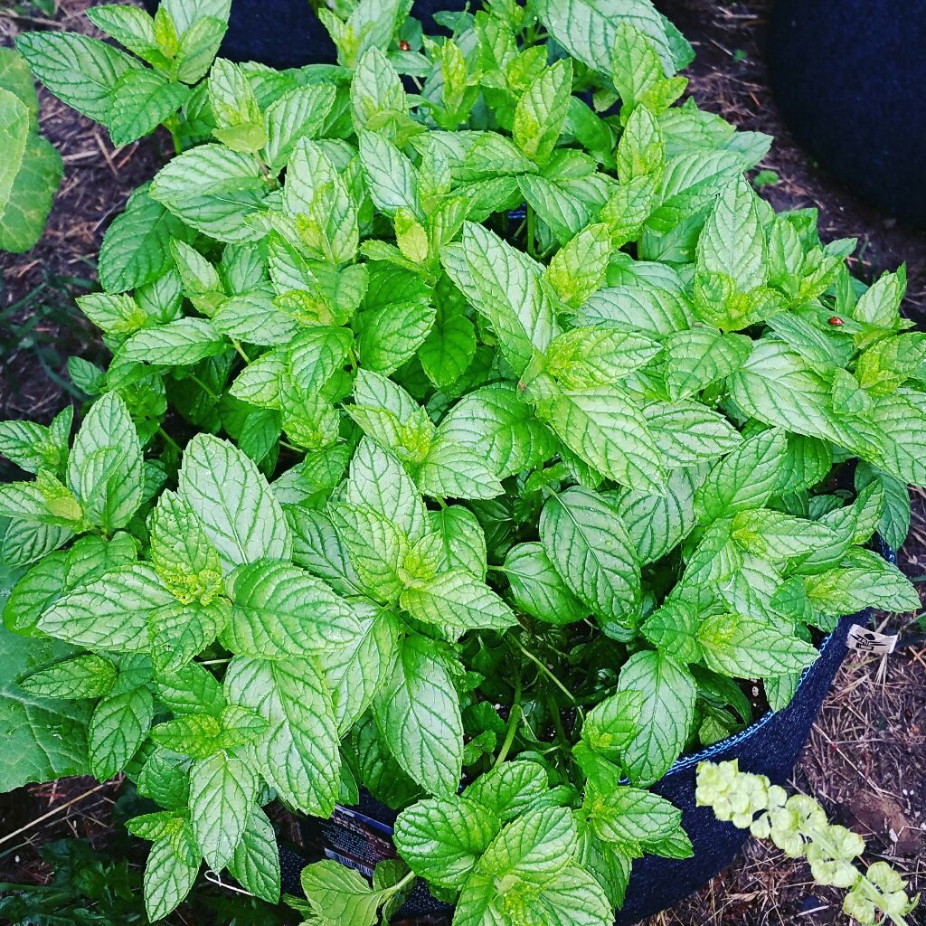 going2natural's tweet photo. Mint is a great #natural digestion aid, helping to soothe an upset stomach! #going2natural #g2n #herbalremedies https://t.co/QzTEcG2J1V