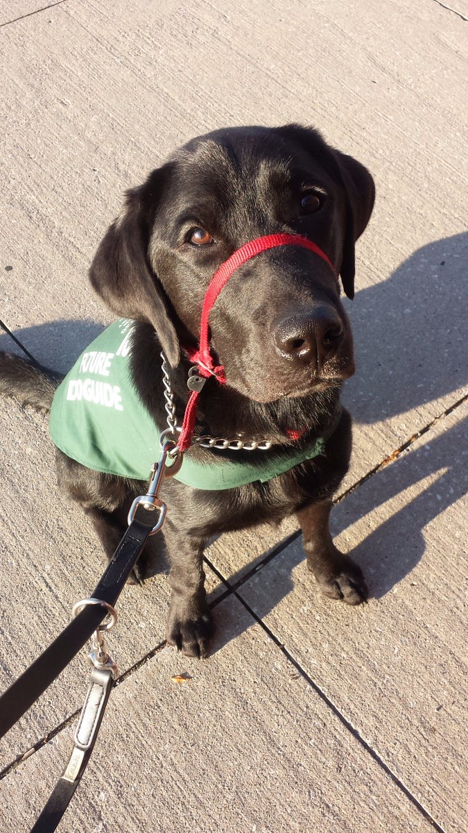 ElvinaGB's tweet photo. @greencapes Jasper is ready to go back to Doggy University to finish his degree in HED. https://t.co/96IkPuEefw