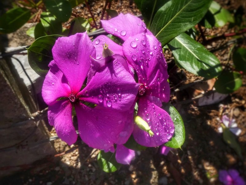 cadenagramonte's tweet photo. Naturaleza que convida en Siboney @rakapaga 
https://t.co/MIl6KtYIur
@apppcamaguey @yamyle @Radiocamaguey @havaname @diosmelgo @IndiKarell https://t.co/CJKKMYlFXG