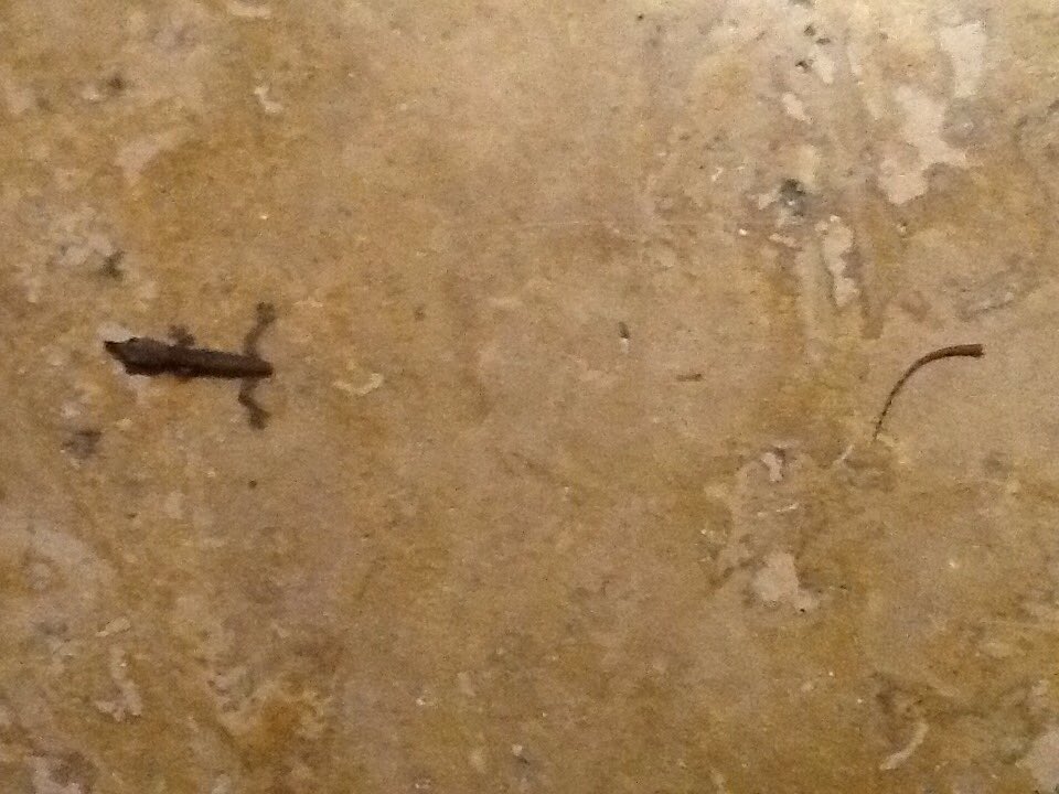Emoinuyasha's tweet photo. Did i really stepped on/cut off its tail? How is that possible? #RIPLizard #RIPLizardsTail https://t.co/ubAfZJ3l5I