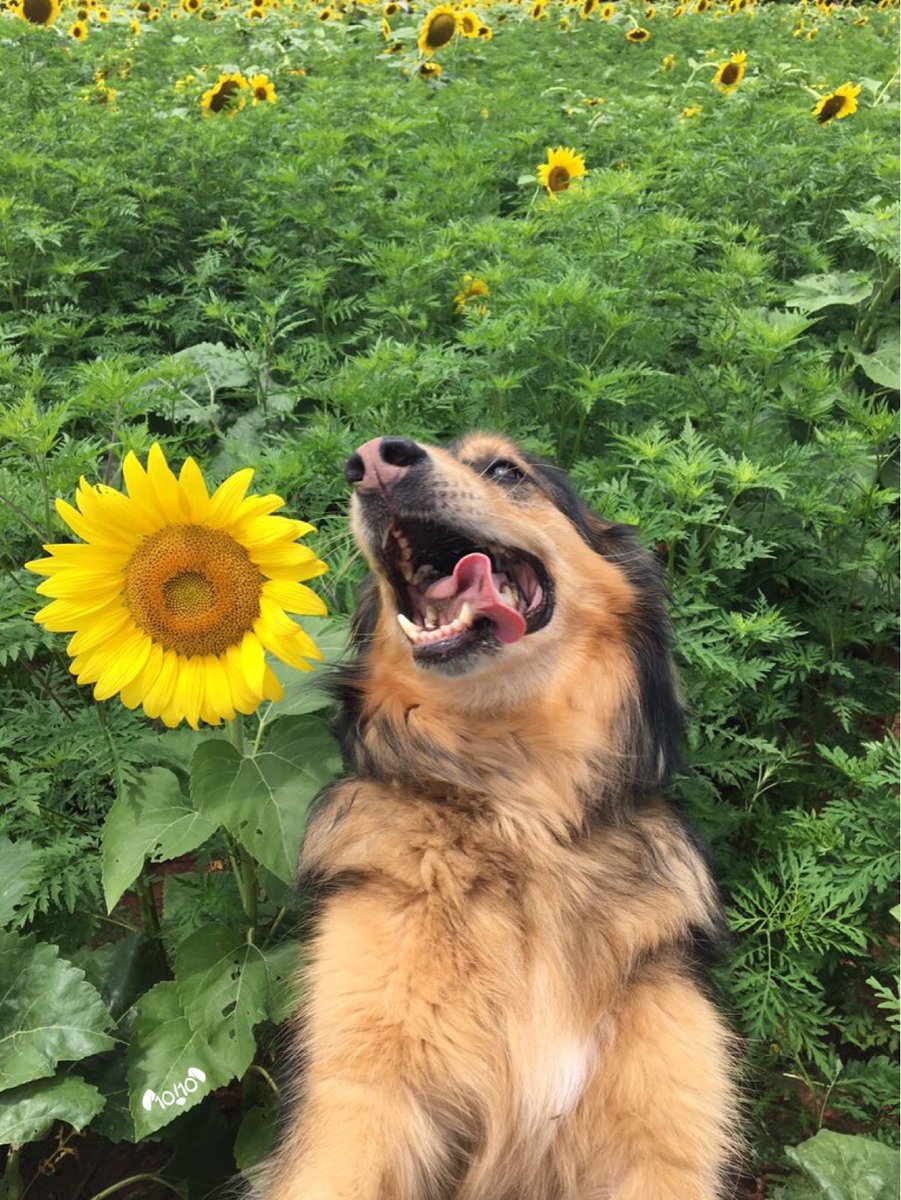 dog_rates's tweet photo. This is Seth. His only worry is whether there's enough time in the day to take a picture with every flower. 13/10 https://t.co/S1hNFIq0Yd