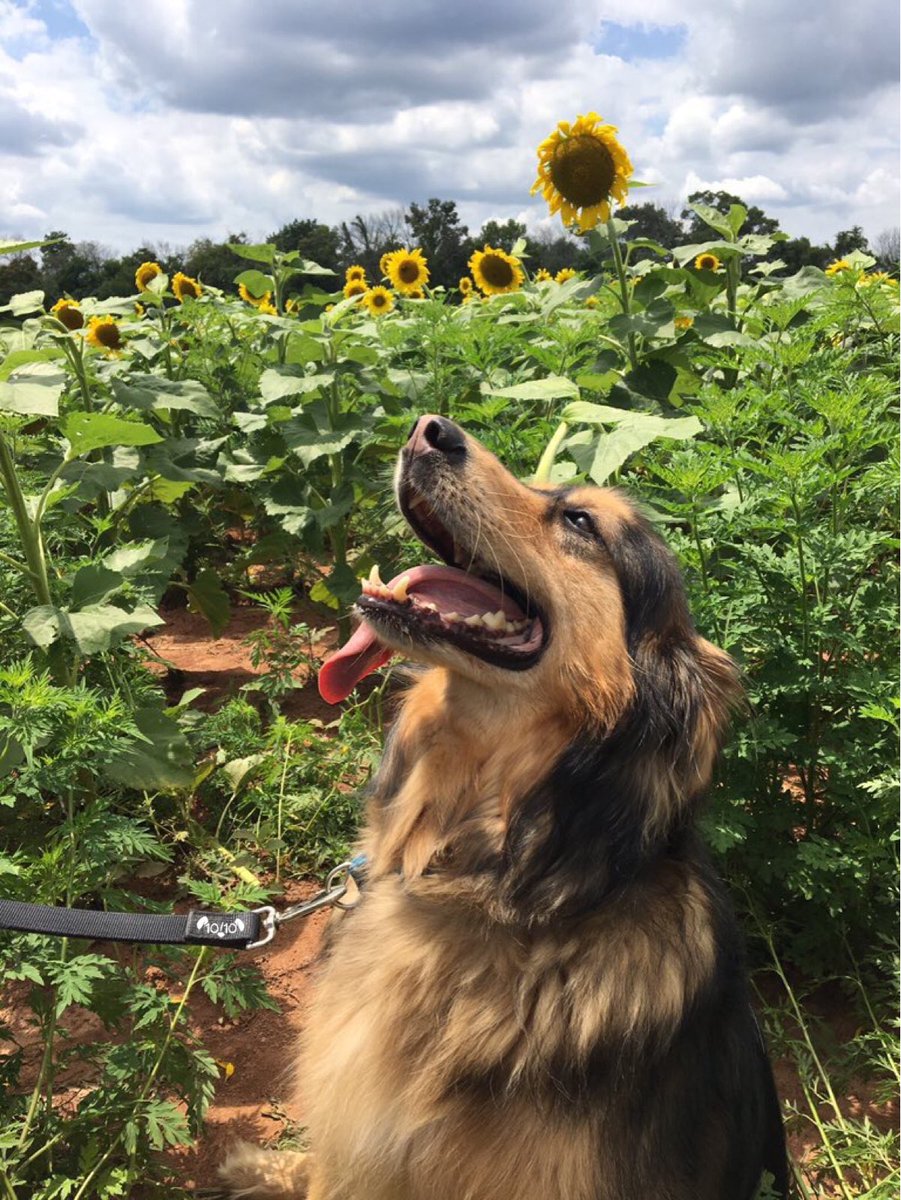 This is Seth. His only worry is whether there's enough time in the day to take a picture with every flower. 13/10
