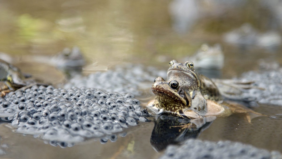 New #blog from Scottish Nature notes: Five ways to help wildlife in your garden natu.re/2w6g9g3 <a href="/RSPBScotland/">RSPB Scotland</a>