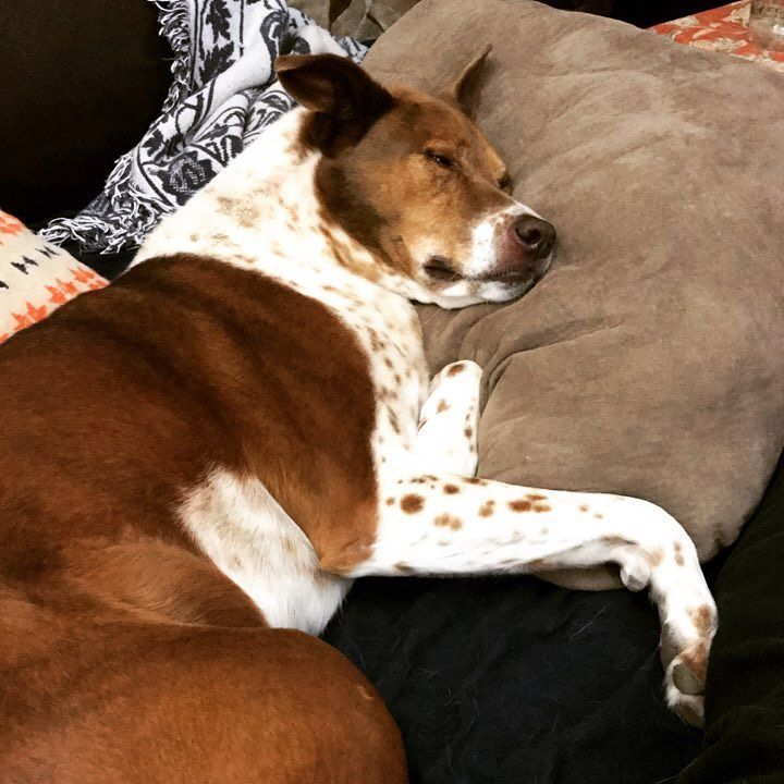 Trixie's life is ruff! #dogsofinstagram #pitmix #rufflife #couchdogs ift.tt/2i4wfQP