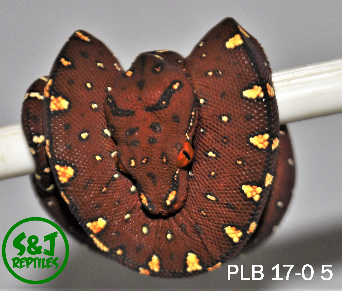 sj_reptile's tweet photo. #GTP #greentreepythons #snake #iwantone https://t.co/P5TU1FGSj3