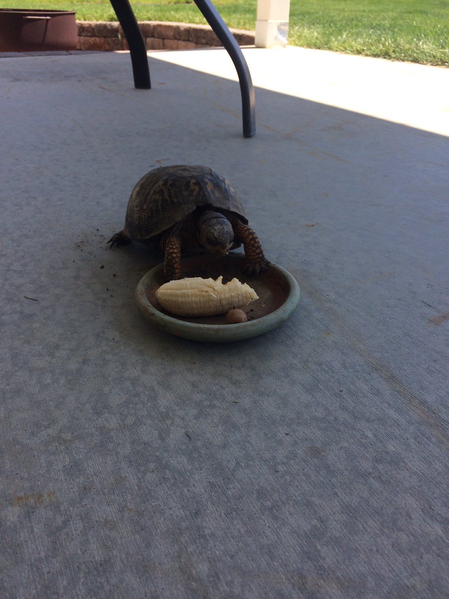 Porter Jeppson (PorterJeppson) Twitter