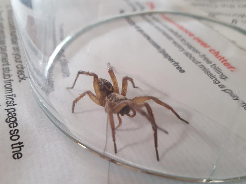 MartinCraftWood's tweet photo. Spiders like woodworking too but he wasn't' very helpful! #woodworking #creepycrawlers #nature #wolfspider https://t.co/QE3sBF8I2F