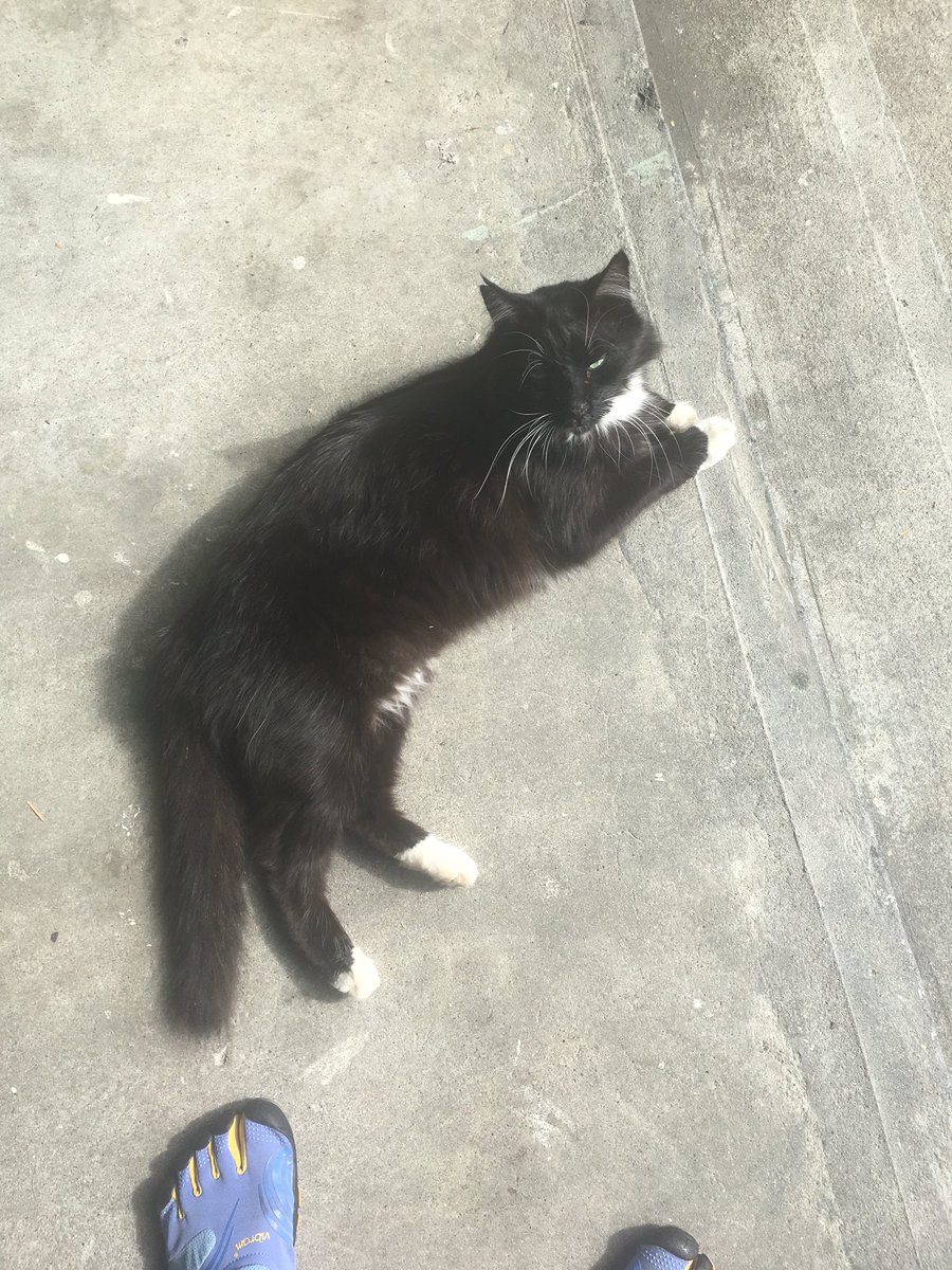 thunderrosa22's tweet image. Super sad to leave little mijo behind.... he was the coolest street cat ever😭😿#movingdate #cats