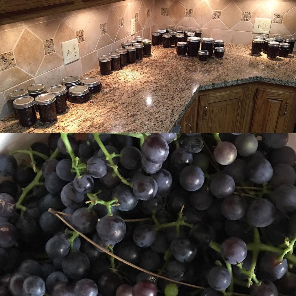 FlynnFarmFresh's tweet photo. Kathleen turn 5 batches #FlynnFarmFresh grapes ๐ into, 41 half pints, 2 pints of grapeโฆ https://t.co/LFr0GiPbh1 https://t.co/b0PzW9UrGV