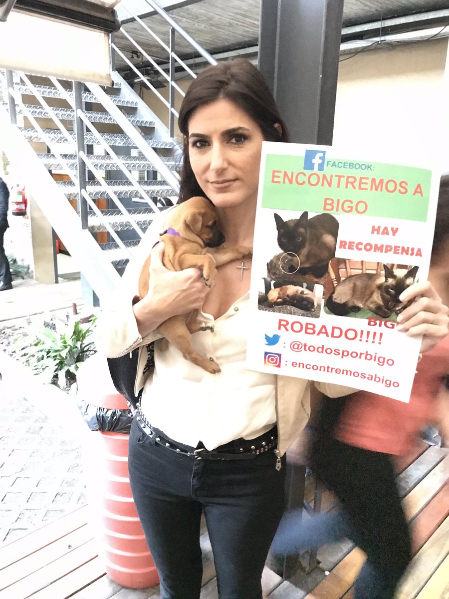 TodosporBigo's tweet photo. IMPORTANTE RECOMPENSA A QUIEN LO DEVUELVA!!! Bigo fue robado en Floresta el 5/03 https://t.co/vBQozgvpSk #Showmatch #Showmatch2017 https://t.co/saQjqHjVaS