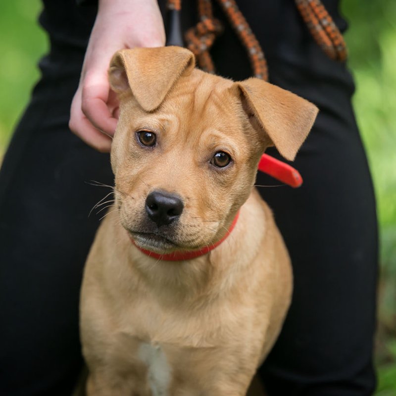 I'm Harriet, a beautiful friendly girl. I'm very curious about the world, all I need is a family to explore it with! ow.ly/AHXr30erivD