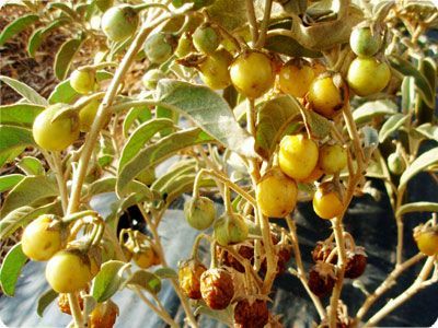 Australia's Edible Flora:  Safe to Eat blog.gardenhood.com.au/australias-edi…