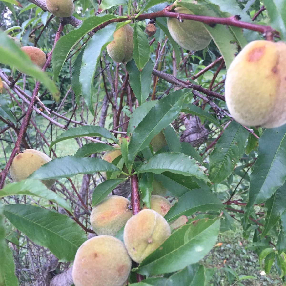 What Fruit Trees Grow In Nova Scotia Fruit Trees