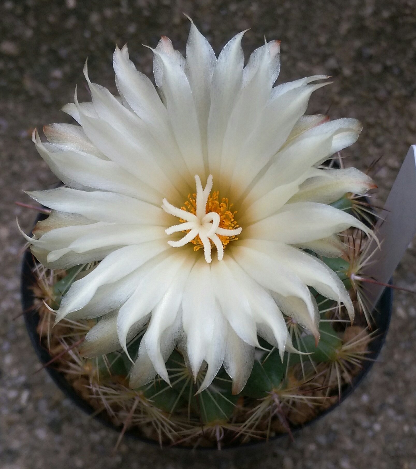 Spikes And Spines Spikesspines Twitter