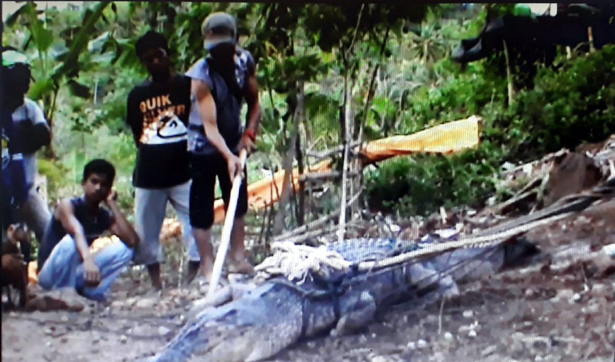 Seekor buaya muara, ditangkap warga di Gorontalo utara karena masuk ke pemukiman. <a href="/DAERAHGORONTALO/">INFO GORONTALO</a> #LintasSiang 11:30 WIB