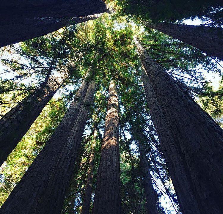 #LookingUp 👀🌲🙌🏻🖤