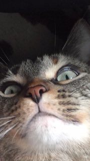 kittychampagne0