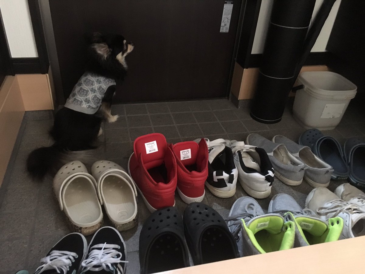 shota123_sing24's tweet photo. どっかに行くのを察してから
ずーっと玄関で行きたアピール😖
せつない https://t.co/f829NIORGg