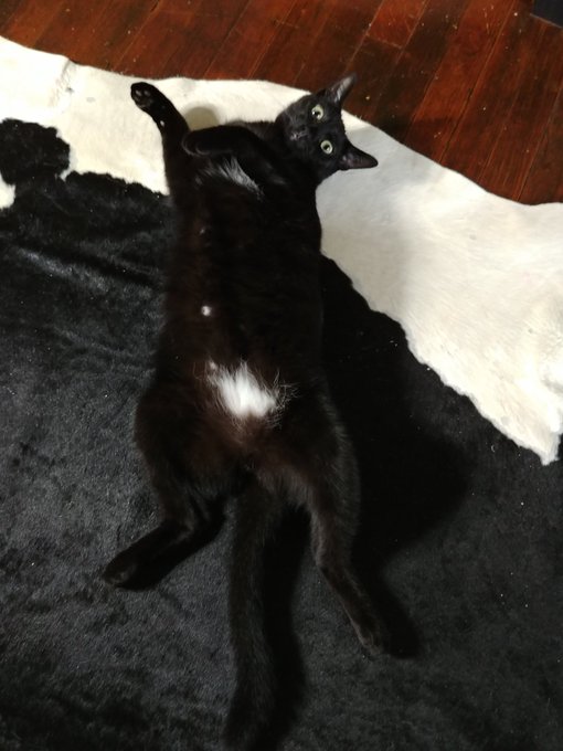 My little demon baby https://t.co/Q8vqpMNspJ