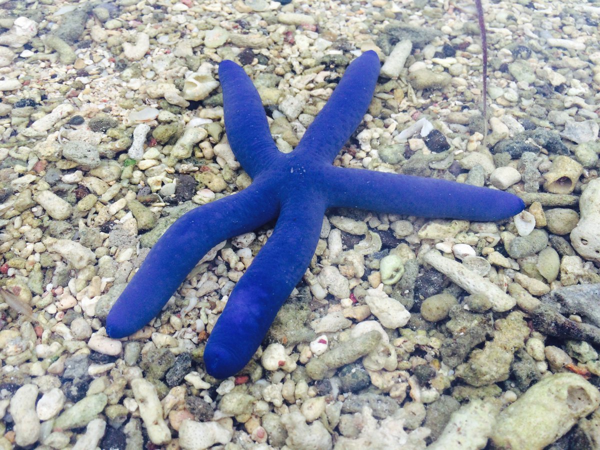KateGQuinlan's tweet photo. In Fiji at #IMCD2017 & discovered "walkeling" (like snorkelling but the water is so clear here you can discover marine life from the shore) https://t.co/NHl5FPcYGB