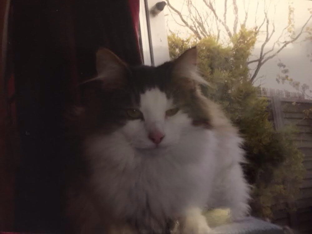 CPChiltern's tweet image. Norwegian Forest cat Jake. He's an indoor boy, aged 13. He's fine with other cats, kids &amp;amp; dogs &amp;amp; is super friendly! tinyurl.com/ybfnve4d