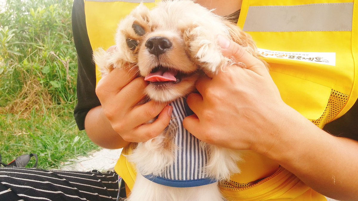 지난주 캠페인에 참여했던 앙꼬입니다.
3개월 /여아/ 코카 
깨방정 앙꼬가 아직 가족을 기다리고 있습니다.
입양문의 : 02 2647 8255
#유기견