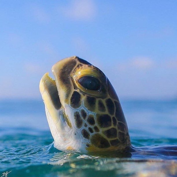 OceansDivers's tweet photo. Morning everyone! #Turtle #Sealife #MarineLife #Egypt #RedSea #PhotoOfTheDay #AmazingPhoto #Nature https://t.co/L3N8CTVYcw