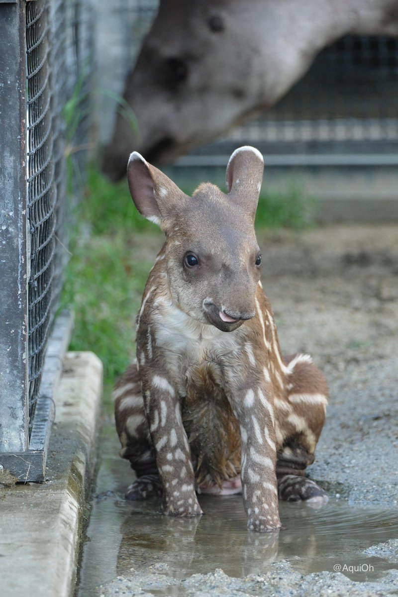 やや転び直樹 در توییتر バクの子かわいい 他の来園者の反応をみる限り そのポテンシャルは高く 足りないのは知名度だけかと 現在２１日までお名前募集中 ブラジルバク愛称 のハッシュタグでtwitterでも応募可能です 京都市動物園 ブラジルバク