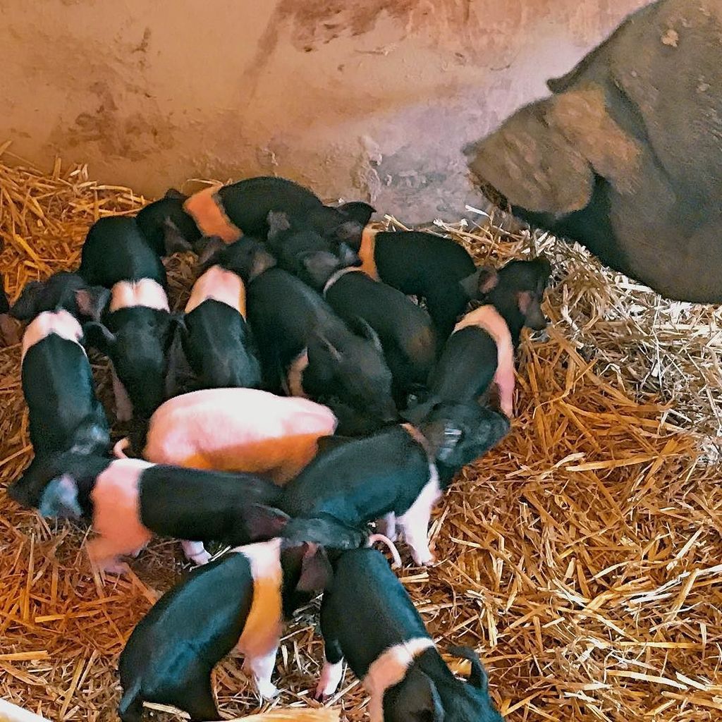 Meet Shiraz. Our very clever Sow who had 14 piglets last night. Finally we were able to actually see the births wh… ift.tt/2w9oWxF