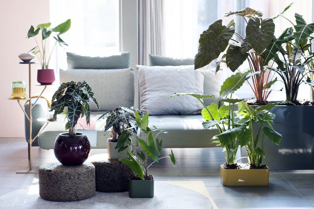 JHeijnenPotpl's tweet photo. Alocasia woonplant v/d maand september. Kijk voor de Alocasia Amazonica en nog veel meer moois eens op: https://t.co/W488I1NimG https://t.co/3DSYe5xqJ5