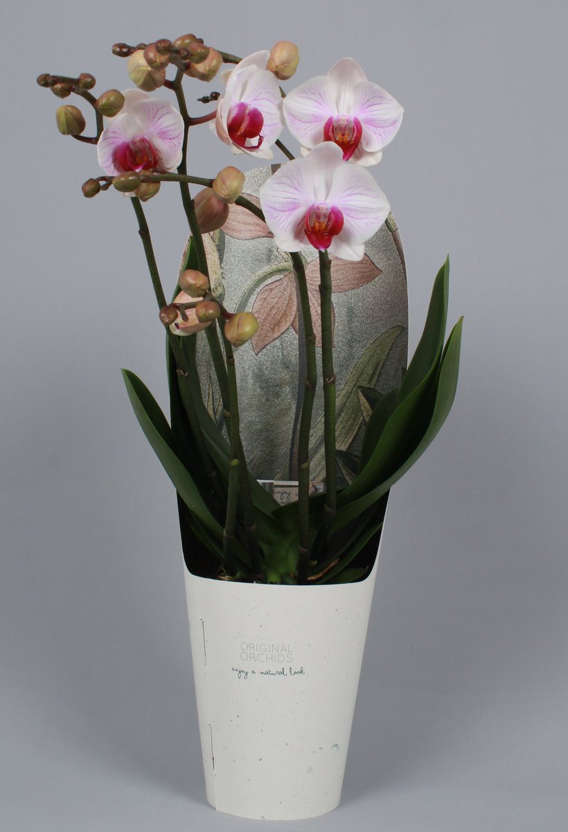 NieuwBos's tweet photo. We hebben de Original Orchids uitgebreid uitgebreid met de prachtige ''Denver''. Is het geen beauty? https://t.co/j1q2IagqWD