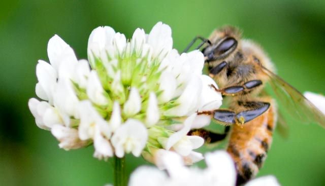 The Garden bees tweet media