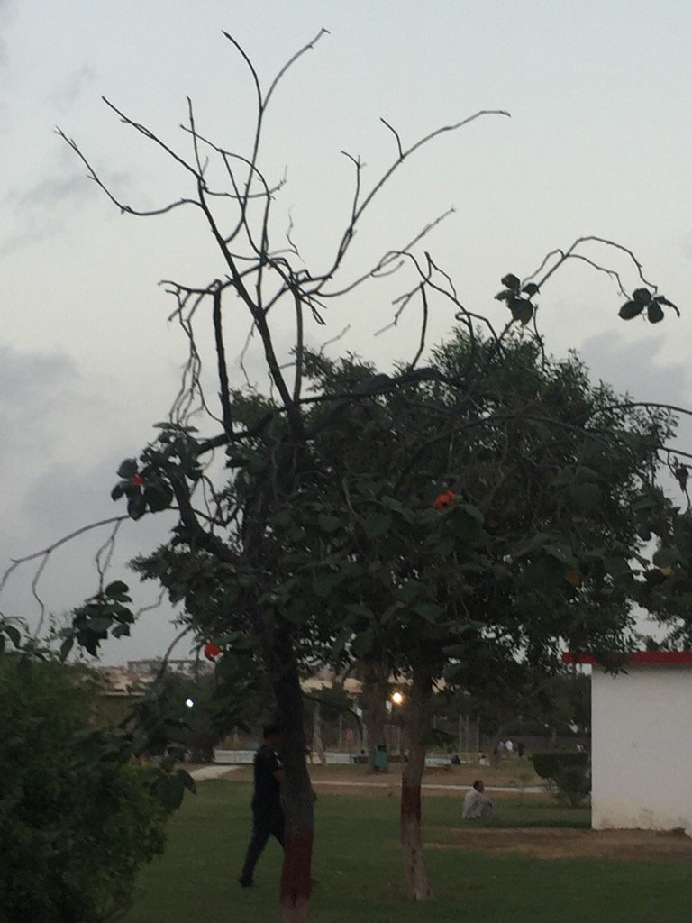 razabeena's tweet photo. Walk in the park #sunset #kchi #RandomThoughts https://t.co/xqCLjgTsEq