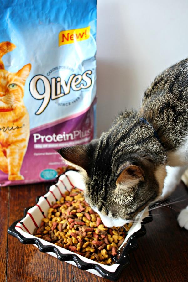 _FamilyTime_'s tweet image. Is your cat like @morrisapproved? Sassy but not snarky, fun and not boring? Try 9Lives using this Ibotta offer: bit.ly/2wM8Gj5 #AD