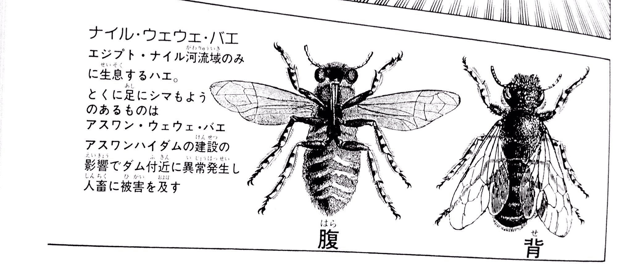 트위터의 札幌の虎口裟南時貞 님 ナイルウエウエバエ ツェツェバエ クロショウジョウバエ カタミくん キイロショウジョウバエ フクダくん インスタ映え