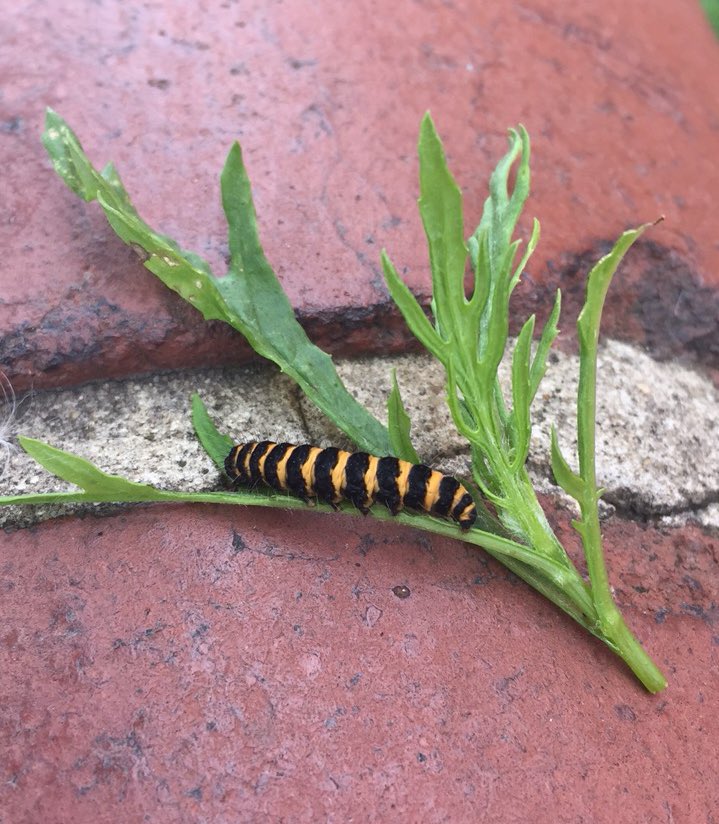 CommonByNature's tweet photo. Just rescued 47 Cinnabar caterpillars from a chap pulling Oxford Ragwort in Newcastle. Translocated to nearby wasteground. #dailygooddeed https://t.co/6bqKjEEHpI