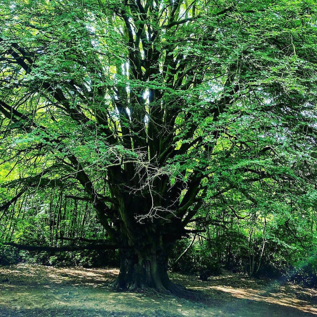 HindleapWarren's tweet photo. How green and lush! Our famous #WitchesTree #HindleapWarren #OutdoorResidentials #GreenSpaces #Sunny #SummerDays #… https://t.co/bZsQi7R0eG https://t.co/EEZYS2OBSm