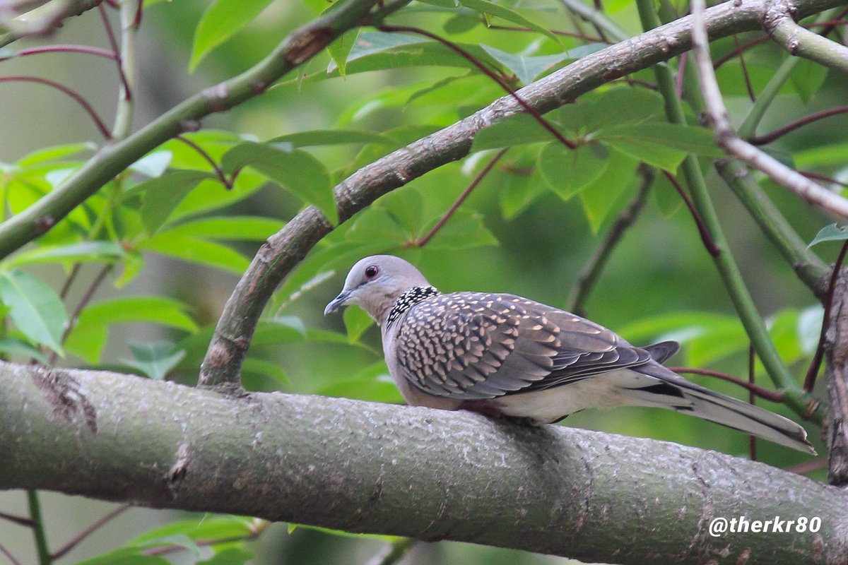 #SpottedDove
#புள்ளிப்புறா
#TheKingsSnaps
#Kurangani
#August2017
#BirdsOfIndia